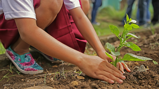 Como Celebrar o Dia Mundial do Ambiente de Forma Sustentável