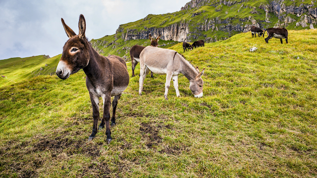 Dia Internacional do Burro: Celebração e Curiosidades!
