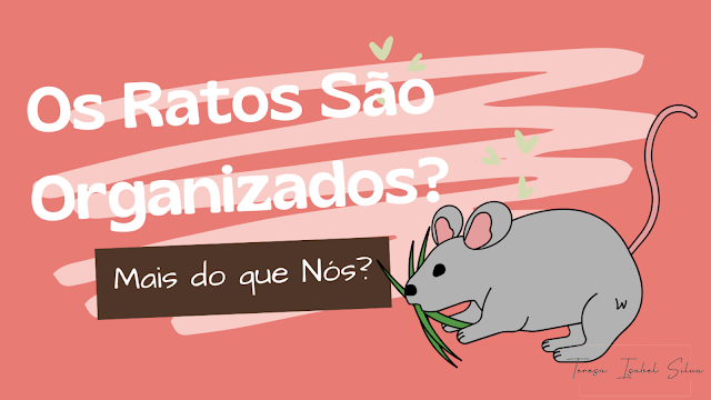 Os Ratos São Organizados? Mais do que Nós?
