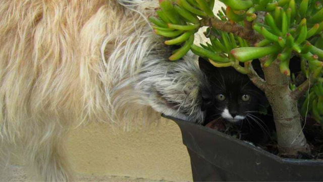 Dia Internacional do Animal de Estimação: Celebrem o Amor