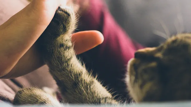 Dia Mundial do Animal Abandonado: não olhem para o lado
