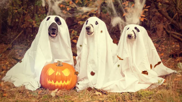 Halloween: Ideias e Decoração para 31 de Outubro